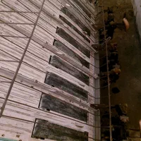 دستگاه نشا دایدونگ سوارشونده|ماشینآلات صنعتی|محمودآباد, |دیوار