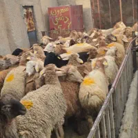 فروش گوسفند زنده مرغوب و چاق|حیوانات مزرعه|قم, بلوار امین و ساحلی|دیوار