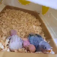 جوجه طوطی برزیلی های فیشر پاربلو سرلاکی دستی