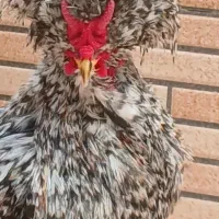 فروش خروس نژادی