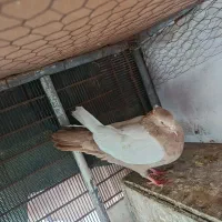 دو عدد ماده