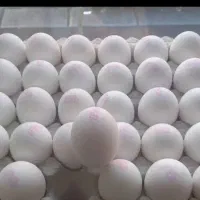 تخم مرغ روز مستقیم از مرغداری امروز جمعه بازار