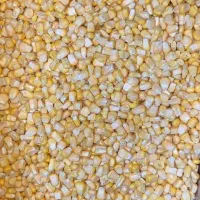 پخش عمده ذرت و باقالی|خوردنی و آشامیدنی|تهران, سید خندان (جلفا)|دیوار