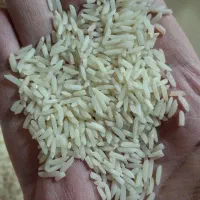 برنج هاشمی|خوردنی و آشامیدنی|رشت, شهریاران|دیوار