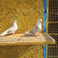 کفتر|پرنده|قلعه قاضی, |دیوار