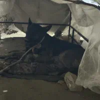 سگ ژرمن|سگ|میاندوآب, |دیوار