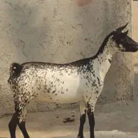 بز صلاله نقشی دوقلوزا