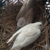 کبوتر خانگی معامله با مرغ
