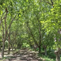 باغ ویلا|فروش زمین و ملک کلنگی|چهارباغ, |دیوار