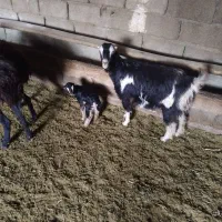 یک عدد بز و بزغاله شکم دومشو بز زاییده