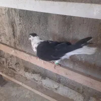 کفتر افغانی|پرنده|پاکدشت, حصار امیر|دیوار