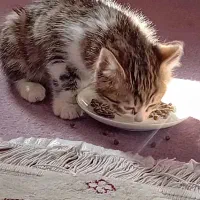 سرپرست برای پسر خوشگل