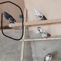 باخت رفته مژدگانی داره