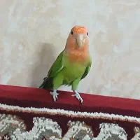 طوطی کوتوله نر|پرنده|قنوات, |دیوار