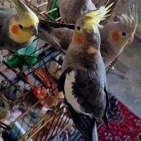 عروس هلندی.تخم گذار|پرنده|تبریز, |دیوار