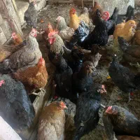 مرغ خروس گلین بوقلمون