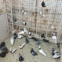 رنگه زدوخوردی باب نو بازی 70تا نرو ماده پرشی