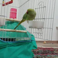 طوطی ملنگو ماده جوان اماده جفت زدن