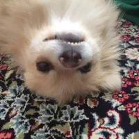 سگ ماده پامرانین