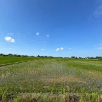 ۲ هکتار شالیزار مکانیزه جاده تا سر زمین