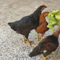 سه عدد خروس