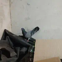 کبوتر پرشی|پرنده|خمینیشهر, |دیوار