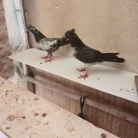 سه عدد کبوتر رقمی