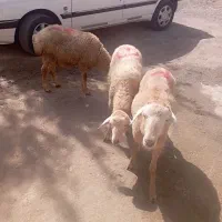 بره|حیوانات مزرعه|اردبیل, |دیوار