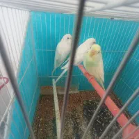 پرنده مرغ عشق عروس هلندی قفس