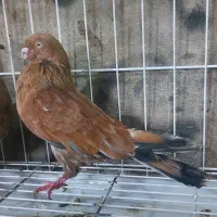 کبوتر کله ای|پرنده|بندر گناوه, |دیوار