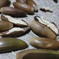 بلوط خراک دام