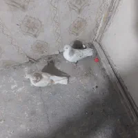 ساده هفترنگ نرماده|پرنده|تهران, والفجر (افسریه)|دیوار