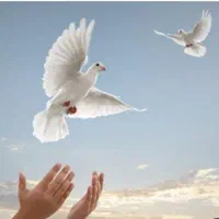 کبوتر رفتنی طرف ولیعصر