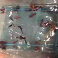 اکواریوم ولوازم اکواریوم وماهی فایتر