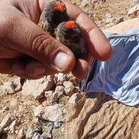 .سهره وگلبسر.