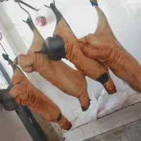 بره تباهگی|حیوانات مزرعه|سراوان, |دیوار