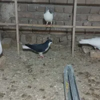 کبوتر رنگی|پرنده|محمدیه-قزوین, |دیوار