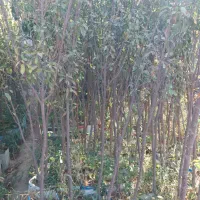 نهال انار|گل و گیاه طبیعی|ماهدشت, |دیوار