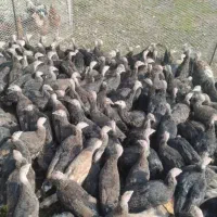 پرورش بوقلمون و جوجه بوقلمون و بوقلمون گوشتی|حیوانات مزرعه|تهران, آزادشهر|دیوار