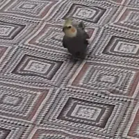 عروس هلندی گم شده