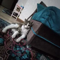 گربه پیدا شده