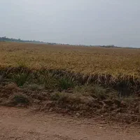 کمباین ۶۰هکتار امادی درو دارم