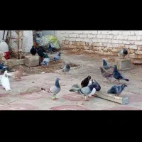 پرنده درجه یک