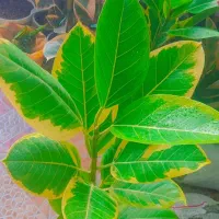 فروش ویژه انواع گل های آپارتمانی فقط ۲۸۵