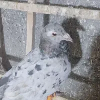 کبوتر هفترنگ