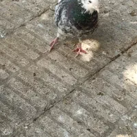 سه تا بهبونی|پرنده|شیراز, عادل آباد|دیوار