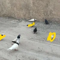 تعدادی کبوتر
