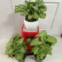 گل و گیاه طبیعی باکیفیت سانسوریاو پتوس و زامفولیا|گل و گیاه طبیعی|مشهد, قائم|دیوار