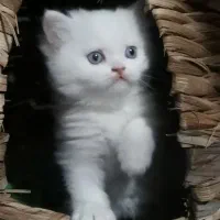 گربه سفید ناز|گربه|یزد, |دیوار