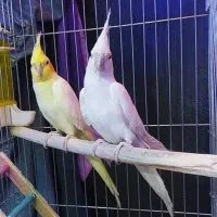 عروس هلندی مولدسوپرتاج کشیده اهلی ماده 8تخم